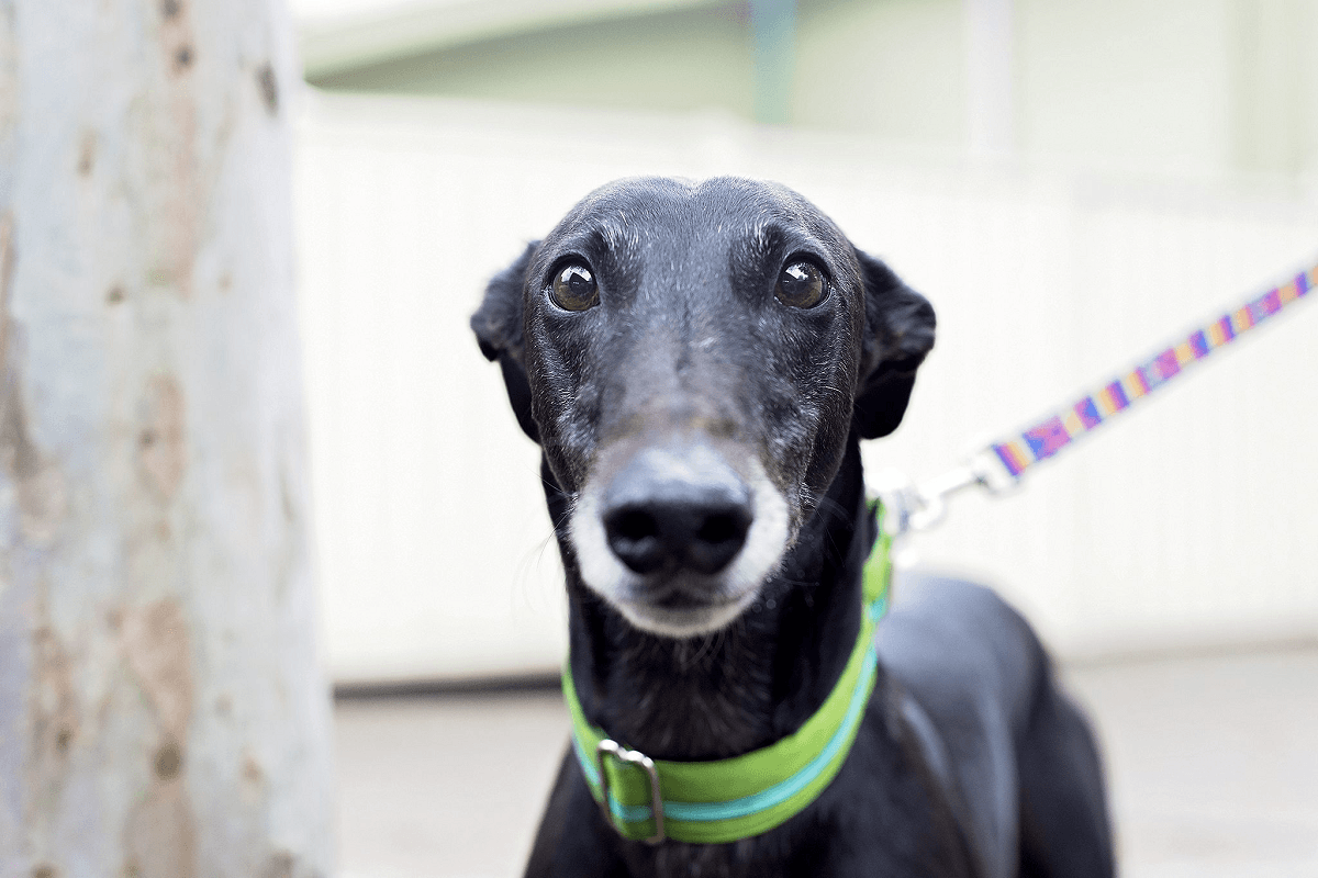 Florida Overwhelmingly Votes to Ban Greyhound Racing