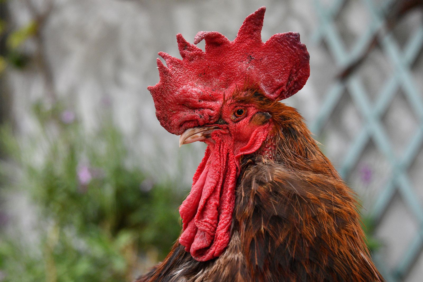 Police in India Detain Fighting Rooster for Slashing Owner to Death