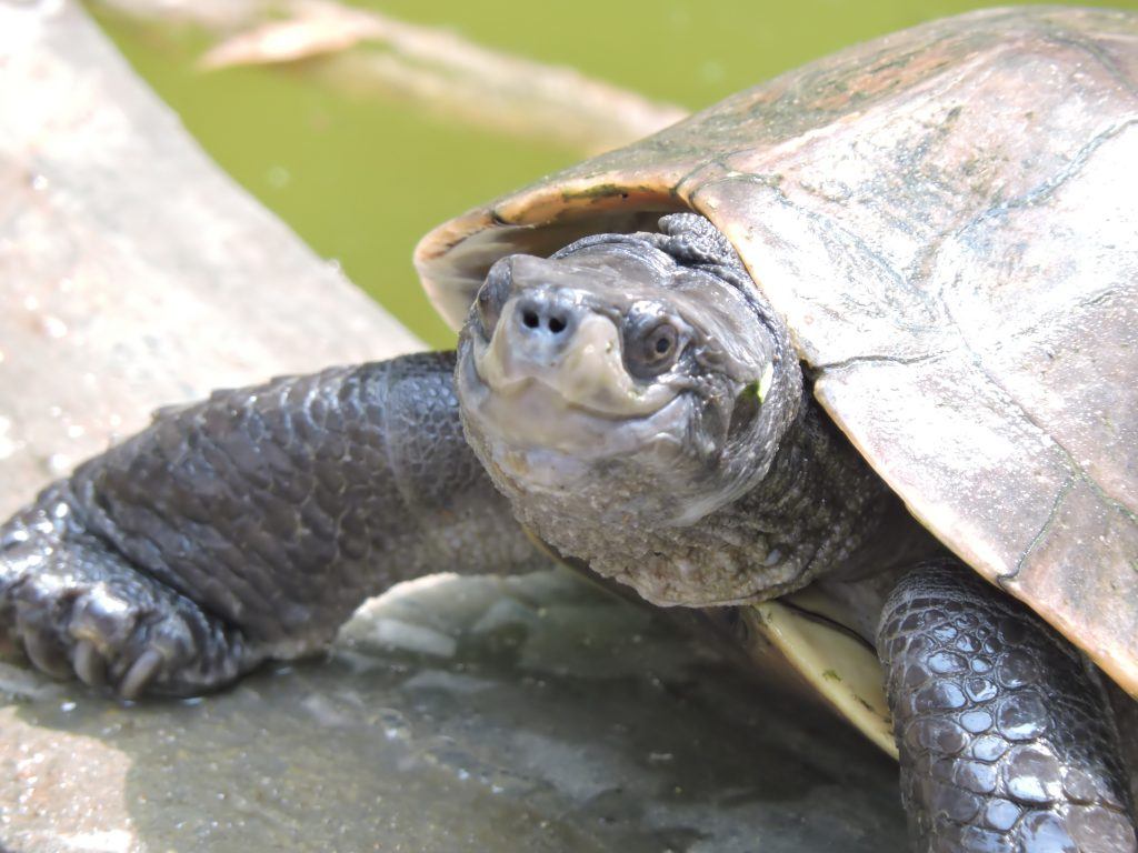 Endangered Turtle Species in  Small Canadian Town Could Determine Casino Project Outcome