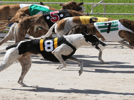 Greyhound Activists Weigh in on Florida’s Gambling Battle