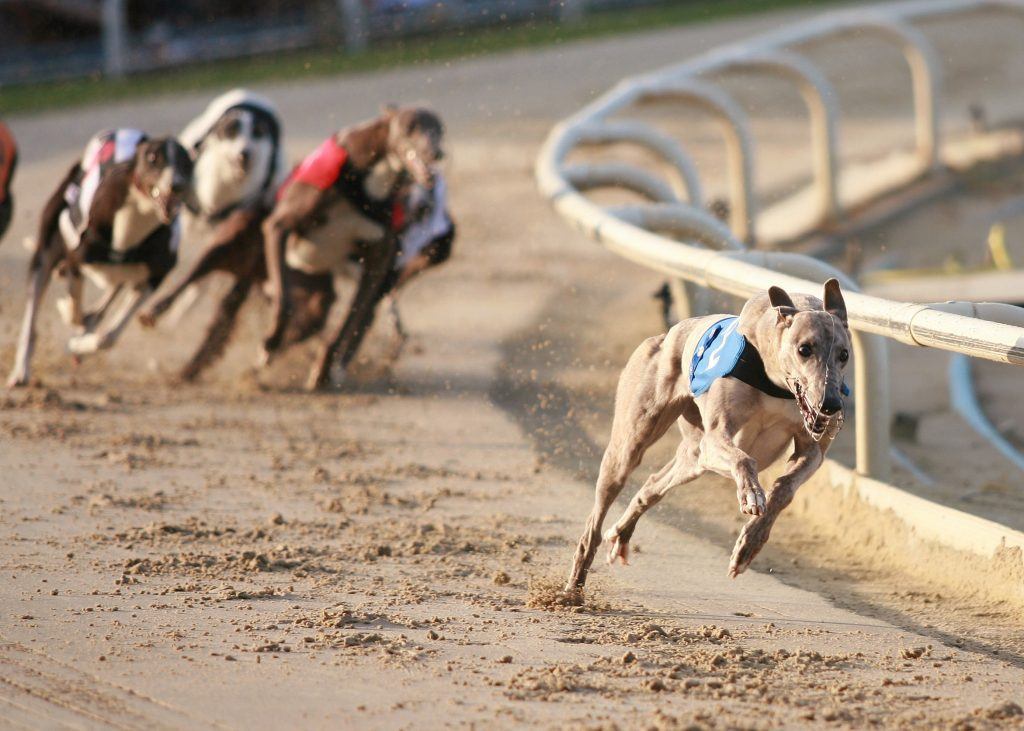 Florida Regulators Allow Magic City to Ditch Dog Racing in Landmark Ruling