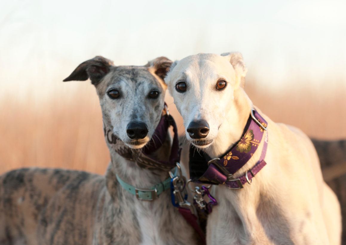 Florida Asks Federal Judge to Toss Legal Challenge to State Greyhound Racing Ban