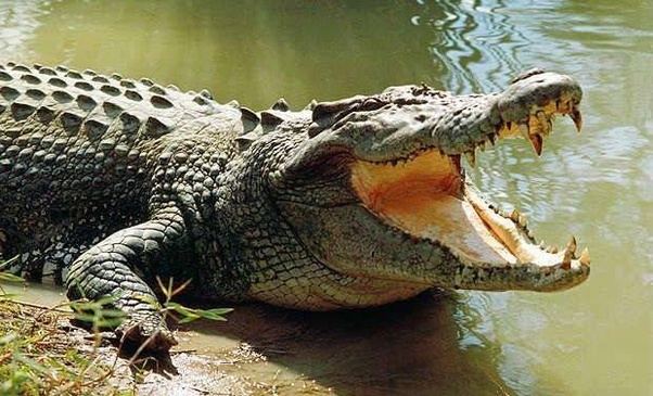 Gambling Study That Asked Participants to Cuddle Live Crocodiles Wins ‘Ig Nobel’ Prize